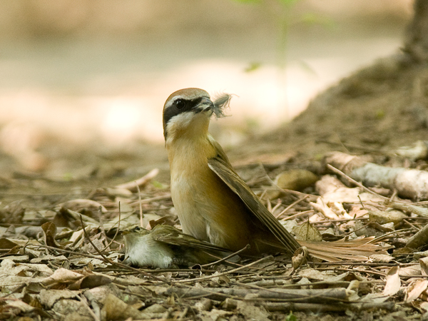 Siperianlepinkäinen, Brown Shrike, Lanius cristatus